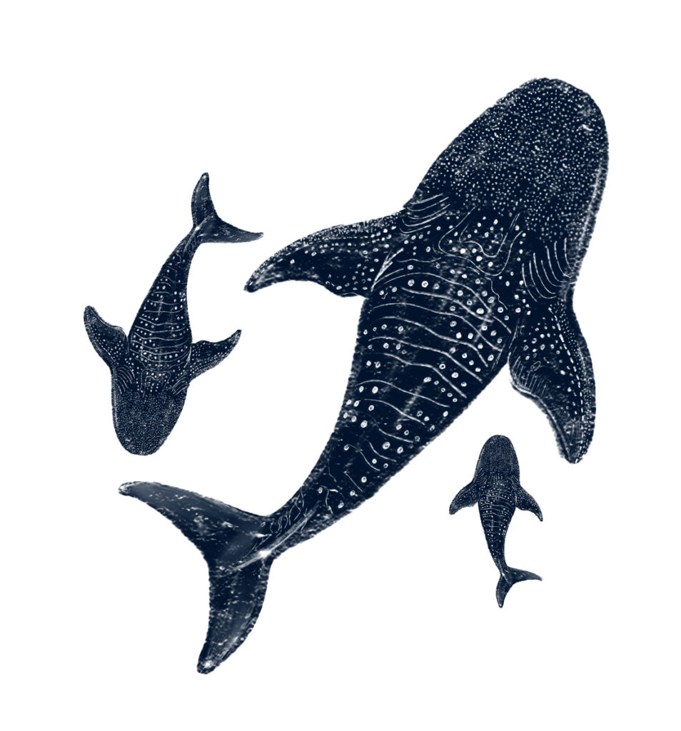 Imagen de tres ballenas