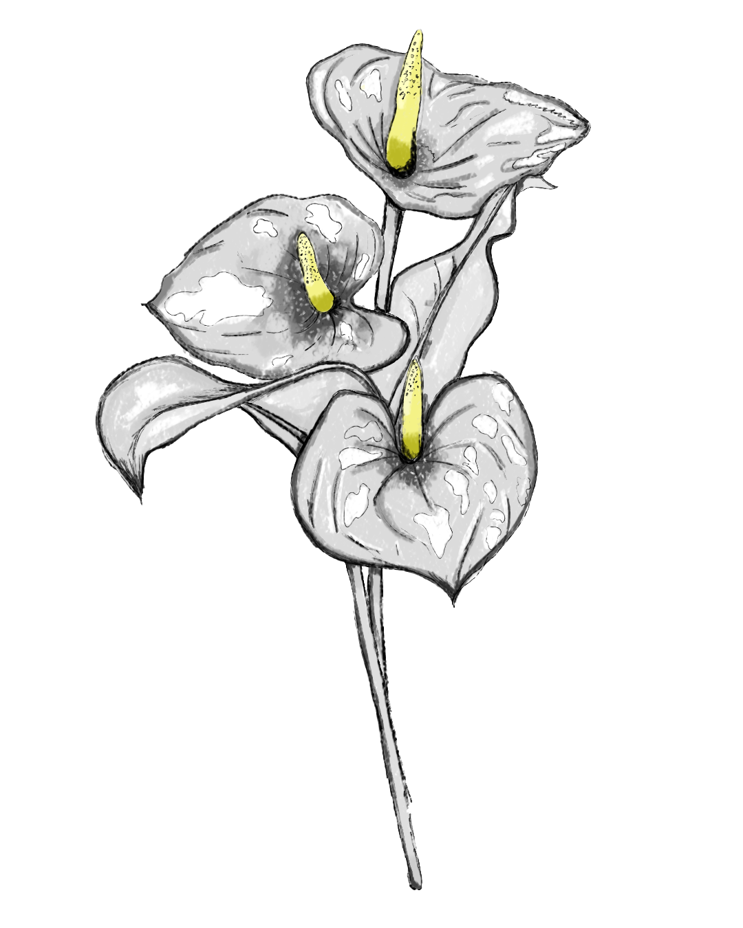 Ilustración. En el centro de un óvalo de fondo gris oscuro, se muestra un dibujo de tres flores de anturio con espatas oscuras y espádices amarillos. En la parte superior central aparece el texto: «Anturios». Más abajo, centrado, se encuentra el texto: «Mamá, no te vayas.». En la parte inferior central, dentro de un recuadro con borde delgado, se lee: «Acceder a este archivo».